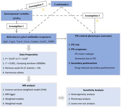 Causal associations between Helicobacter Pylori infection and the risk and symptoms of Parkinson’s disease: a Mendelian randomization study